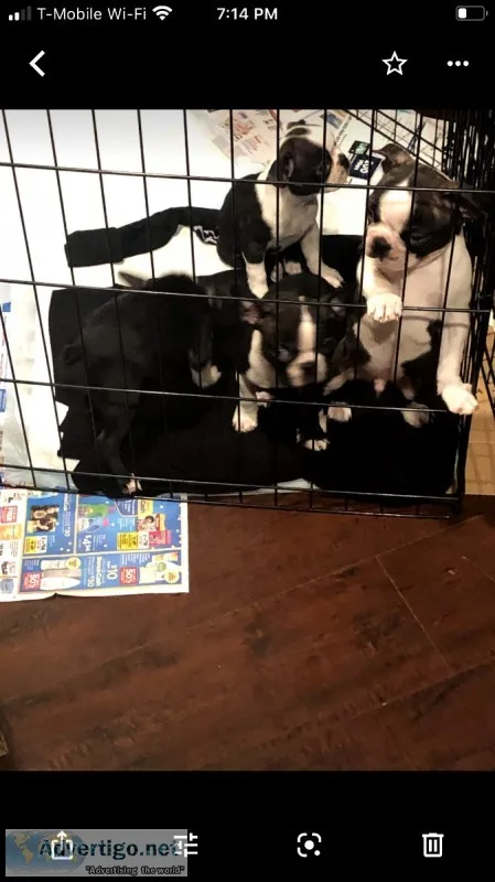 Boston terriers