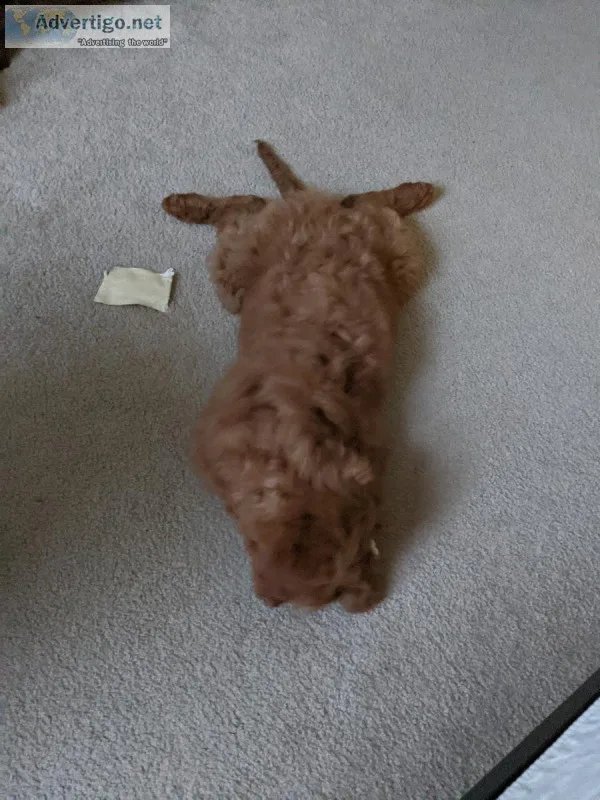 5 month old golden doodle for sale