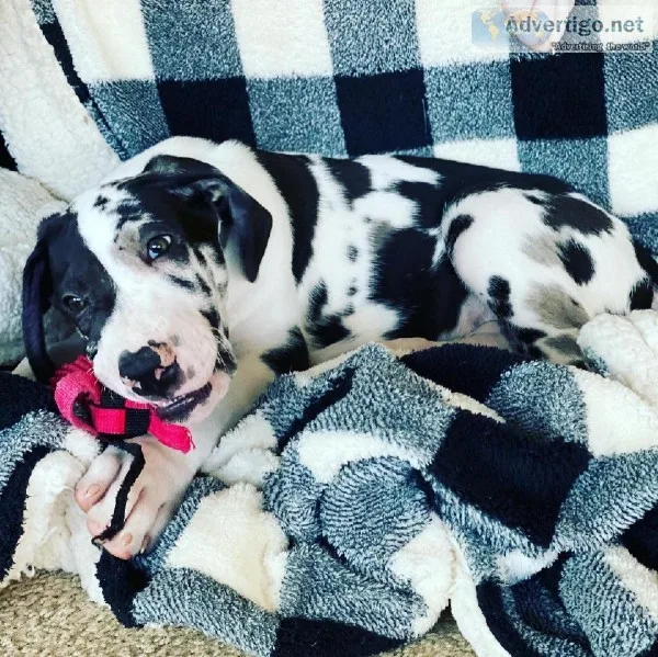 Great Dane Puppies