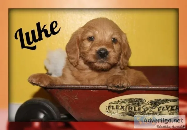 Luke Male Mini Labradoodle