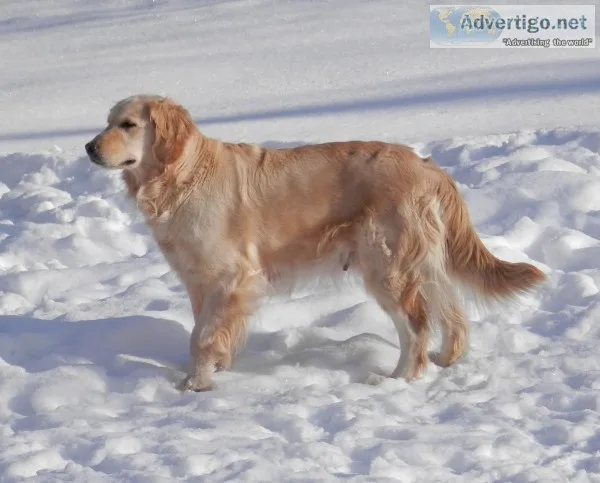 Golden Retriever Puppies