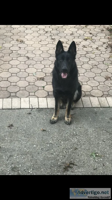 German Shepherd