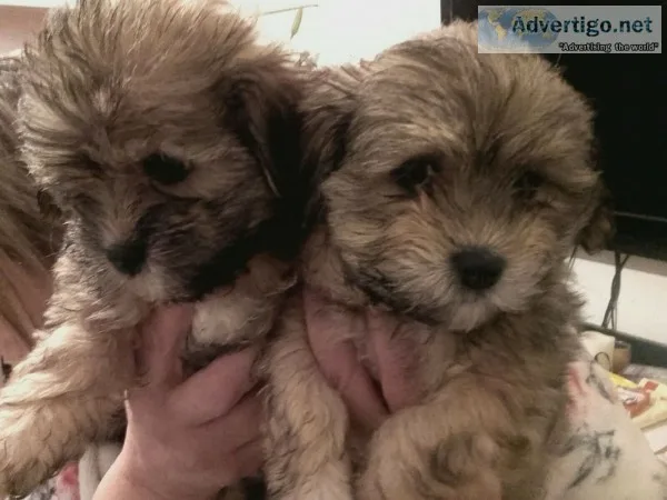 Super adorable maltese puppies