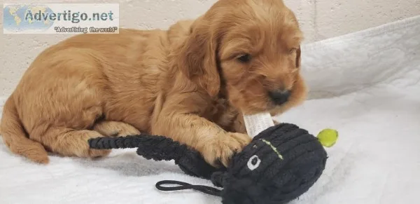 Goldendoodle Puppies
