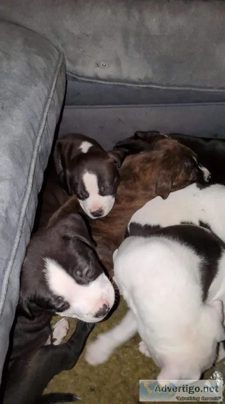 Puppies