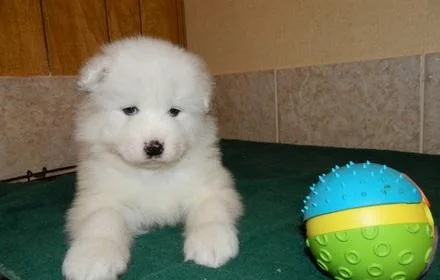 Samoyed Puppies For Sale Now