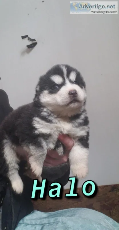 Siberian husky puppies