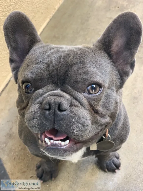 French bulldog