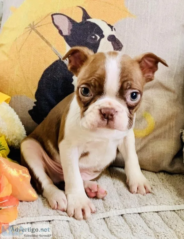Boston Terrier puppies