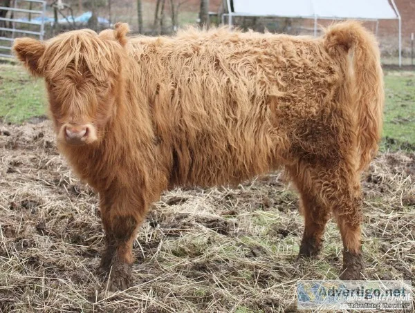 Highlander Belted Cross Cow