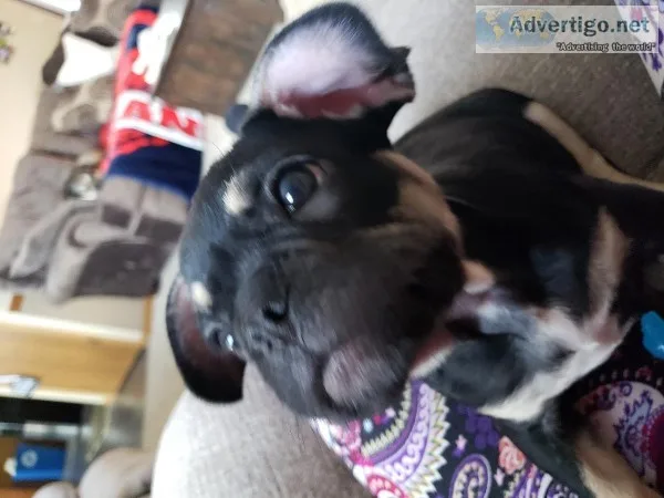 FRENCH BULLDOG PUPPY