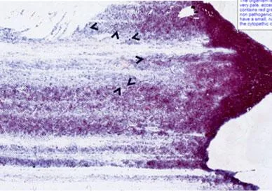 Interested in the Best Histopathology slides online services in 