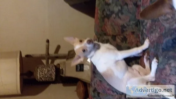 Chihuahua