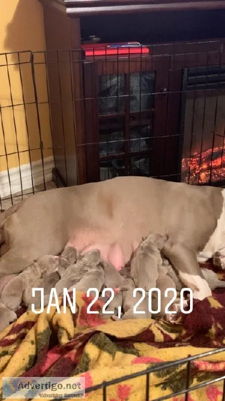American bullys