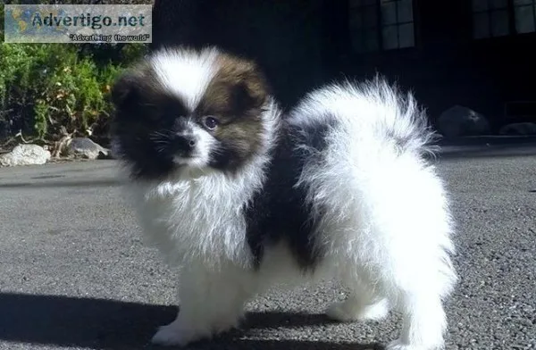 Pomeranian Puppies For Sale