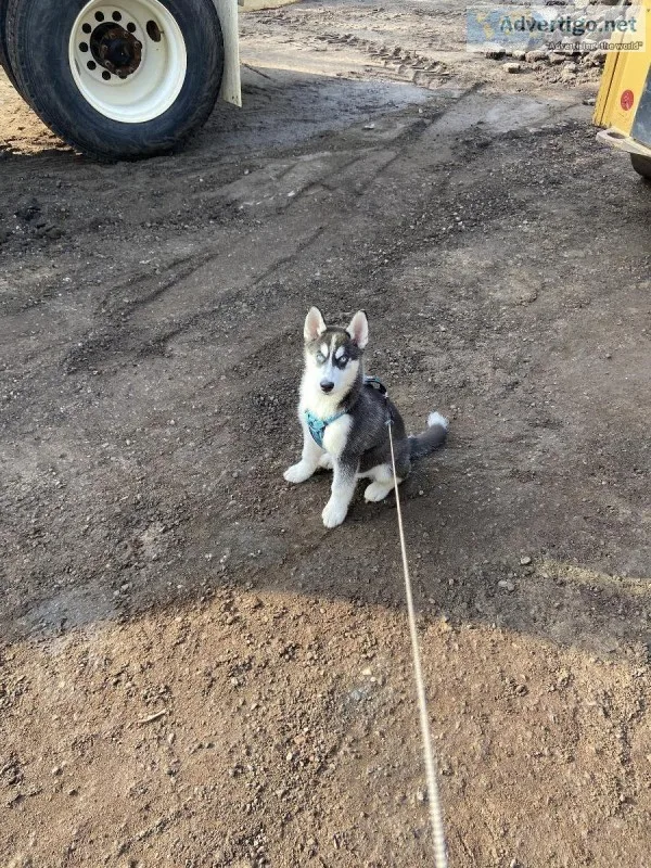 Beautiful Husky Puppy