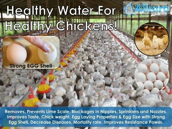 Eco Water Conditioner for Poultry Farms