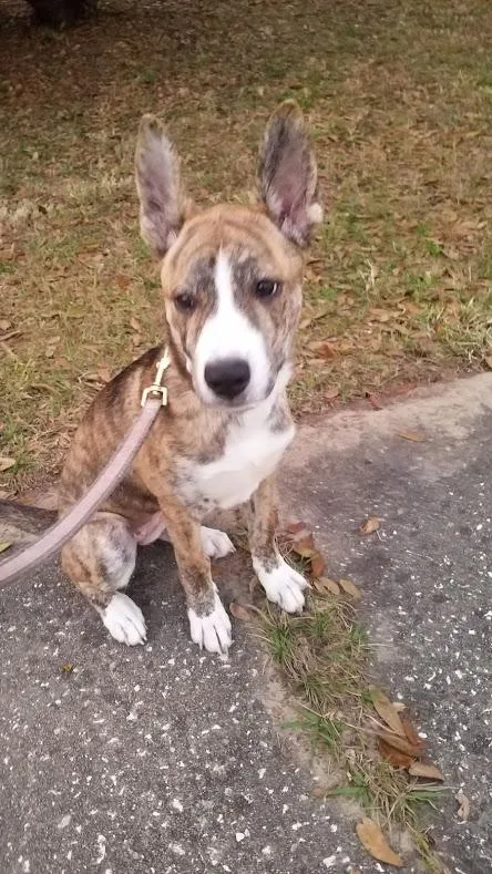 Adorable Pitsky Puppy