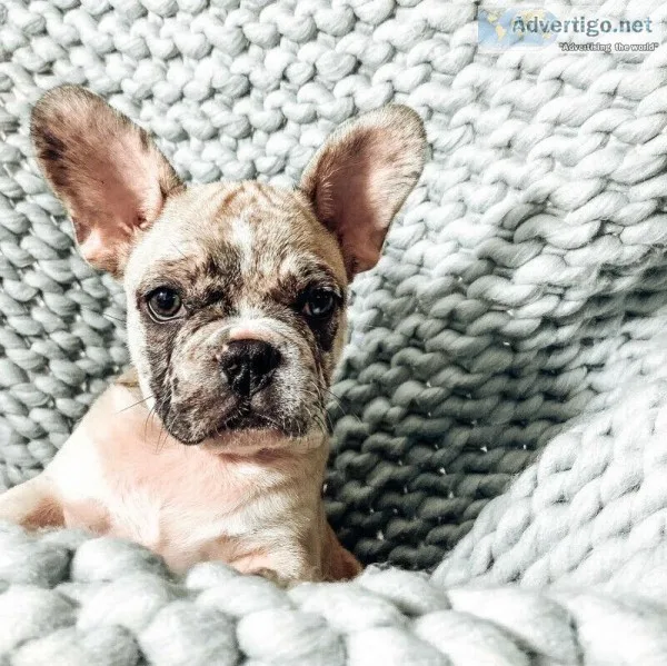 French bulldog puppies for sale