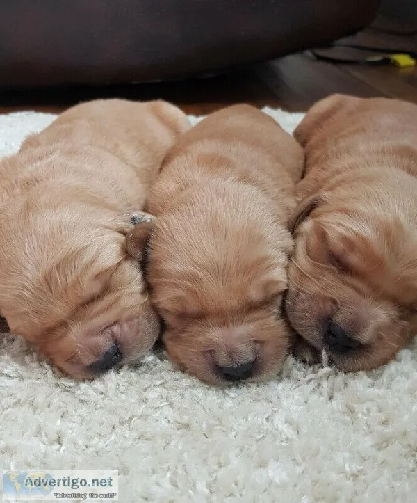 Golden Retriever Puppies
