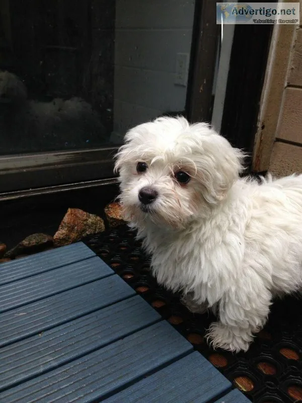 Puppies maltese
