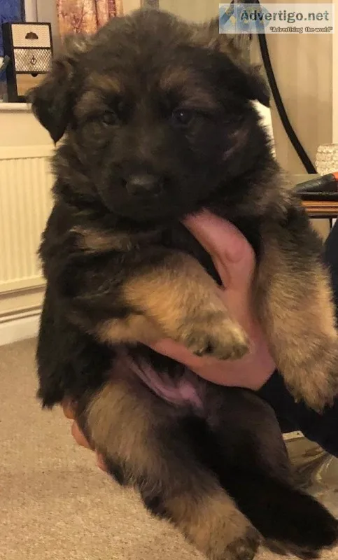 German shepherd puppies