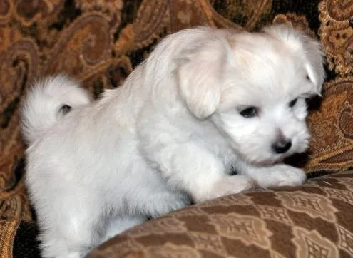 Coton De Tulear Puppies for Sale