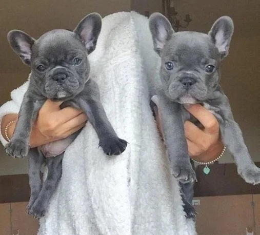 AKc Reg Cindy Blue. French Bulldog Puppies