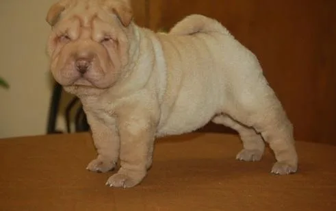 Excellent Male and Female Chinese Shar-Pei Puppies