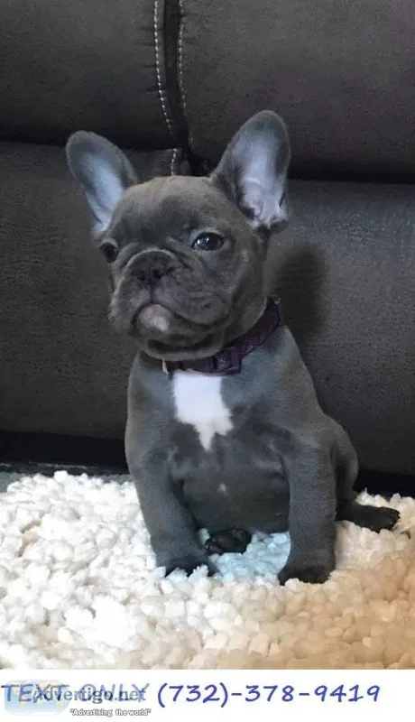 Blue Fawn Tri French Bulldog Puppies