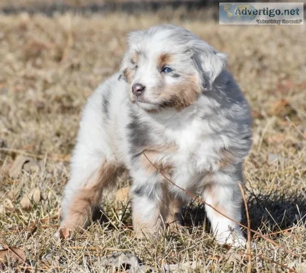 Toy Australian Shepard