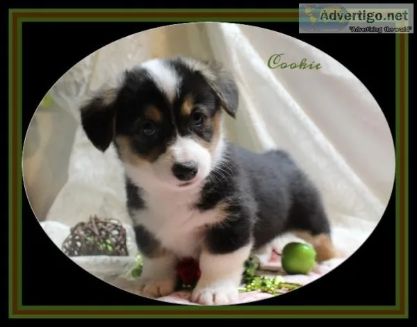 Corgi For Christmas