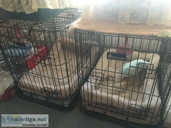 Large wire kennel