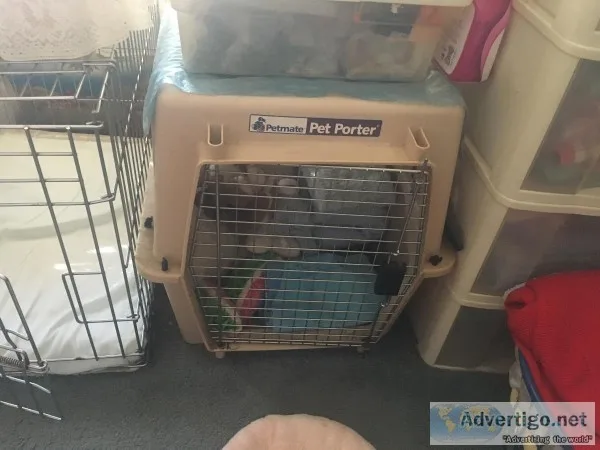 Large pet porter