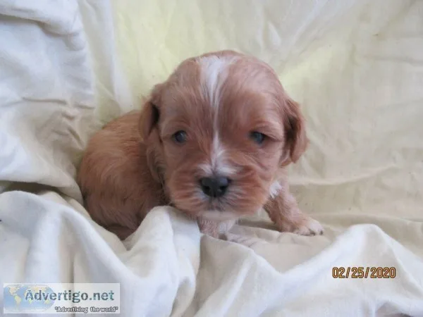 Shih-tzu poodle pups (Shihpoo pups)