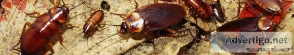 Cockroach Control