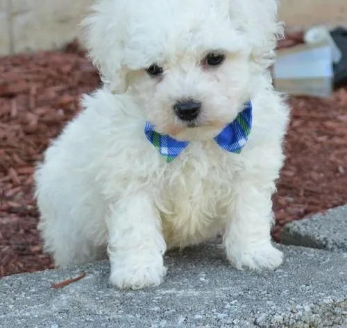 Well Trained Bichon Frise Puppies
