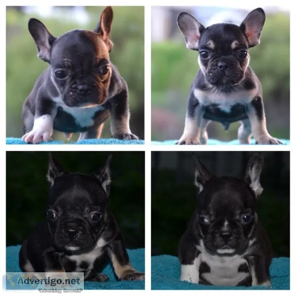 Akc French Bulldog puppies