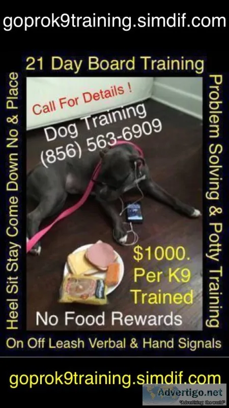 Go  Pro affordable dog and puppy training