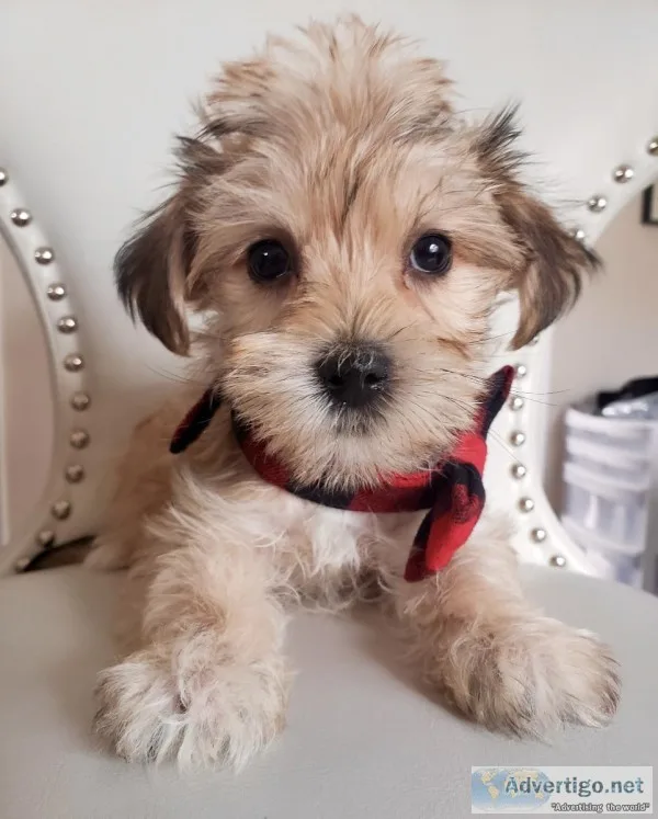 Adorable TOY YoChon (Yorkie and Bichon) Puppies