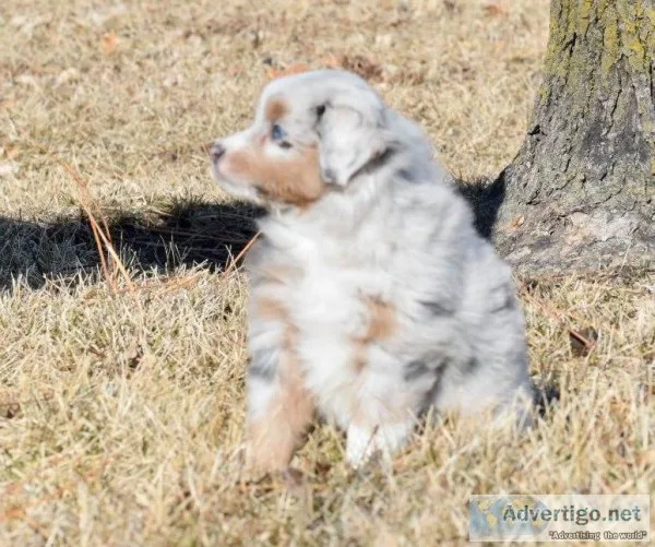 really cute Toy Australian Shepard puppies