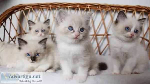Amazing Ragdoll Kittens for sale