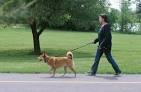 Need your dog walked