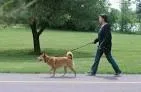 Need your dog walked