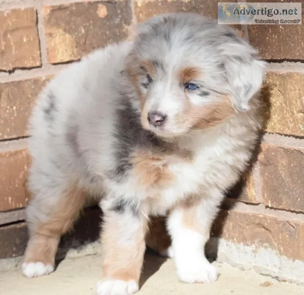 super nice Toy Australian Shepard puppies