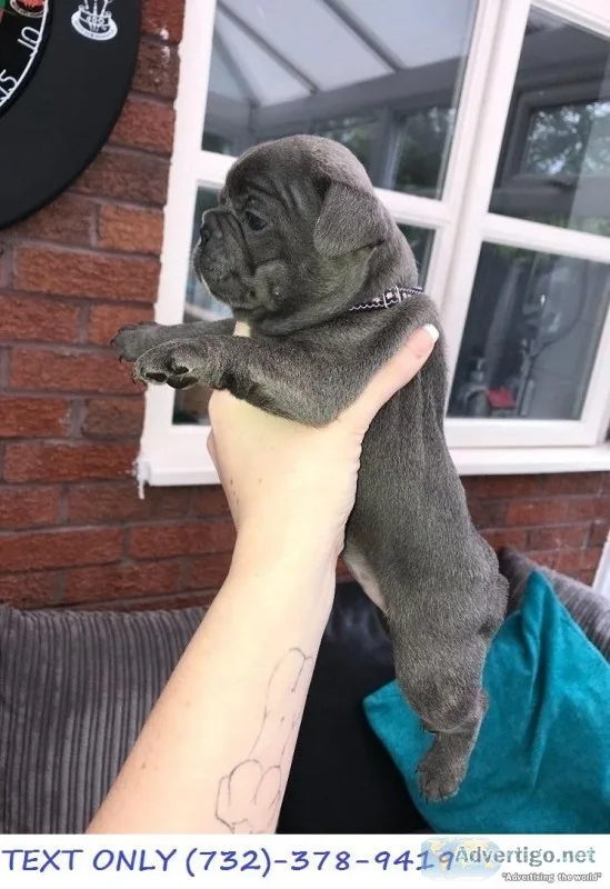 TwoQuality French Bulldog pups AKC REG..