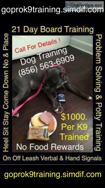 Dog trainer for hire