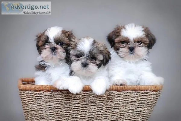 MALSHI PUPS 