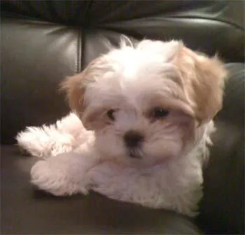 BEAUTIFUL MALSHI PUPS