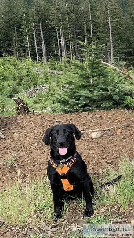 pure bred labs